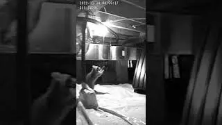 Can raccoons turn off the lights?