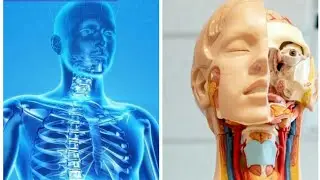 HUMAN BODY FACTS THAT YOU SHOULD KNOW | SPECIES