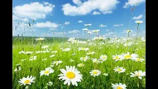 Relaxing Nature Ambience Meditation🌼GOOD MORNING SPRING NATURE THERAPY🌷Flowery MEADOW Healing Sounds
