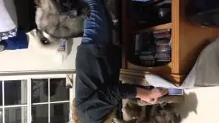 The puppy's and their cat food
