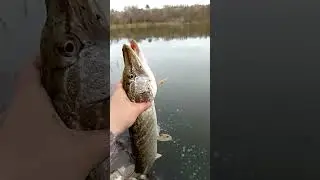 Отпускаем щуку домой #щука #рыбалка #shorts