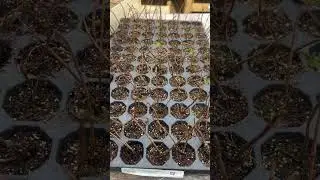 сад-для-души-евгения.рф 89509999994 ватсап 