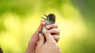 Bird Banding Lab | Wildlife and Natural Resources