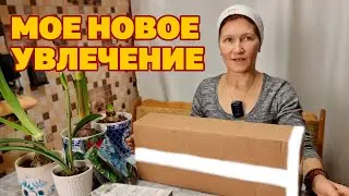 ОБЗОР ПОКУПОК ОГРОМНАЯ ЛУКОВИЦА ДЛЯ КРАСИВОГО САДА ЦВЕТЫ В ПОДАРОК