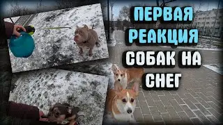 РЕАКЦИЯ КОРГИ НА СНЕГ. ПЕРВАЯ РЕАКЦИЯ СОБАК.