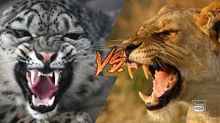 СНЕЖНЫЙ БАРС VS ЛЬВИЦА!!!
