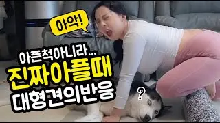 [아픈척X] 진짜 아플때 대형견의 반응은!? [시베리안허스키(Siberian husky,シベリアンハスキー), 시바견(Shibainu,柴犬), 믹스견백설]