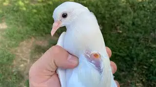 Как это вылечить у Голубей? Сезон Оспы в разгаре!