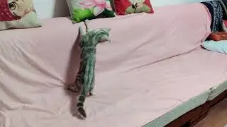 萌宠小猫咪米粉儿最近迷上了这个新玩具，玩疯了，比狗子还能拆家，猫咪的智商和小孩子差多少？