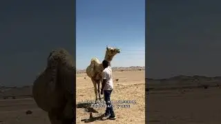 ЯНБУ, САУДОВСКАЯ АРАВИЯ 🇸🇦 #shortsyoutube #shortsvideo #красноеморе #путешествия #шортс