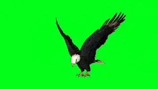 Chil Ka green screen | eagle green screen | eagle green screen video 🦅 | birds green screen #birds