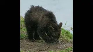 Bear 🐻 eating ||#shorts #bear #eating