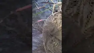 Оторвался по щучке