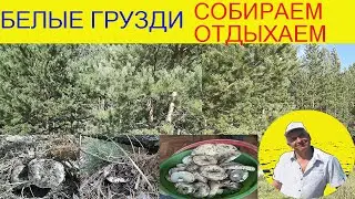 Белые грузди !!!  Сентябрь - отличная пора !!!