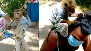 Amaizing Dancing Monkey owned by a native person in Sri Lanka