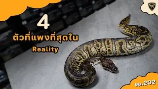 งูบอลราคาแพงสุดในฟาร์ม 2024【 EP.202| 4K 】#realityballpython #ballpython