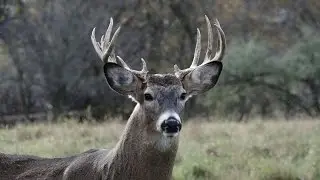 ConQuest 200. Season 1. Episode 5. Whitetail Semen Collection.