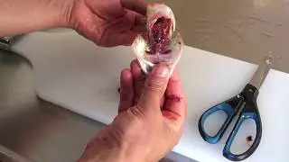 Cleaning perch, no scales! 3 quick ways to fillet it!