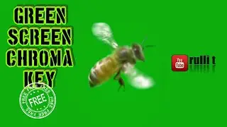 Green Screen FX- BEE animation 🔊