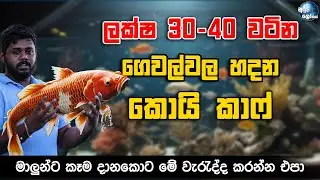 ලක්ෂ 30-40 වටින ගෙවල්වල හදන කොයි කාෆ් - Koi calf fish