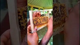 මී මැසි ජනපදය SL CLIPS