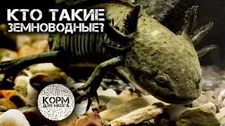 Кто такие Земноводные?