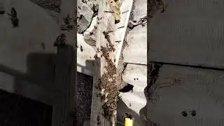 Bee water