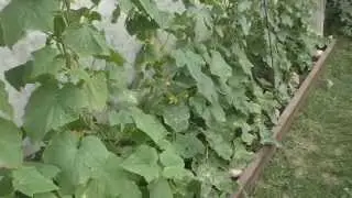 Урожай огурцов