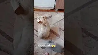 котёнок дерётся 