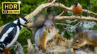 Cat TV for Cats to Watch BABY RED SQUIRRELS🐿️ Friends and Ambient BirdSounds 10 Hours Dog TV 4K HDR