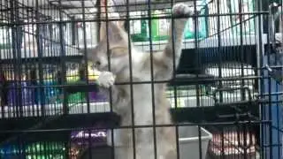 AT THE PET SHOP