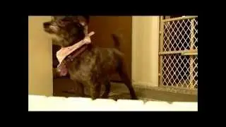 Sweetie the Schnoodle whining for dinner