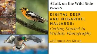 Digital Deer & Megapixel Mallards