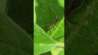Backyard bug hunt - Zelus assassin bug feeding