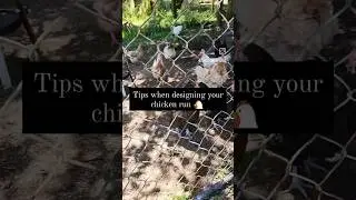 Tips when designing a chicken run #homestead #poultrycare #chickens #nz