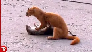 This Is How Weasels Torture Their Prey..Too Much Pain