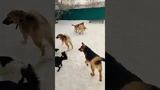 Любименькие наши #doglover #приютдлясобак #добро
