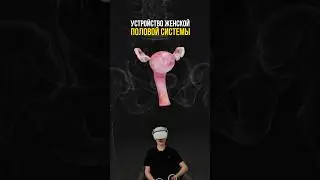 а ты знаешь, как устроена женская половая система ?👤