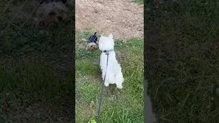Love or Territory? Why Dogs Scratch When They See a Crush!
