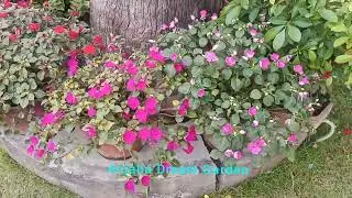 Flower garden#shorts