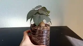 Фикус Петиоларис (Ficus Petiolaris) из семян