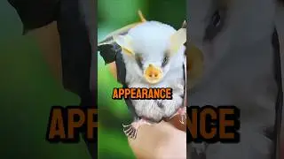 facts || You never imagine these animals exists 