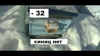 Отвадил синиц от пасеки