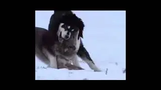 Схватка Волкодава против Волка в дикой природе! 