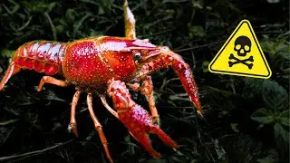 Fighting Alien Species, Killing Green Algae and Other Fishing Shenanigans 🦞