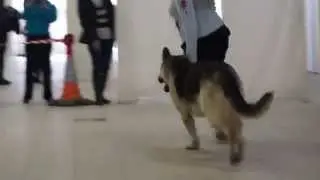 Сравнение на ЛЮ - ГП Жемчуг и ВД Оделия