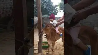 Animal lover ||mera cute bachha  #viral #trending #animals #cutebaby #baby #whatsappstatus #song
