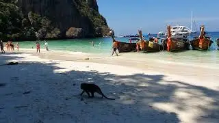 MONKEY BEACH AT PHI PHI ISLAND/THAILAND/PHUKET/KRABE