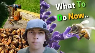 Beekeeping | What We should Do now In November