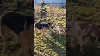 Немецкая овчарка против Стаффорда